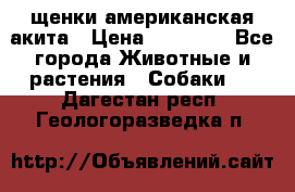 щенки американская акита › Цена ­ 30 000 - Все города Животные и растения » Собаки   . Дагестан респ.,Геологоразведка п.